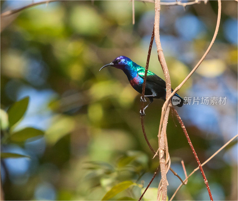 热带非洲冈比亚的锦绣太阳鸟(Cinnyris coccinigastrus)